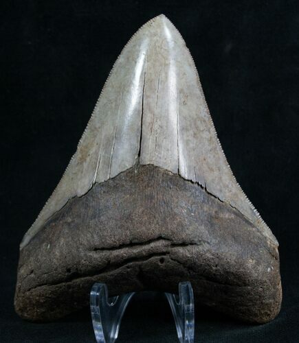 Beautifully Serrated Georgia Megalodon Tooth #8167